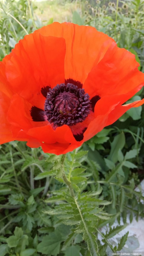 Просто добрый день | Бэйбики Просто добрый день — Болталка и разговоры обо всем: жизнь (фото 10)