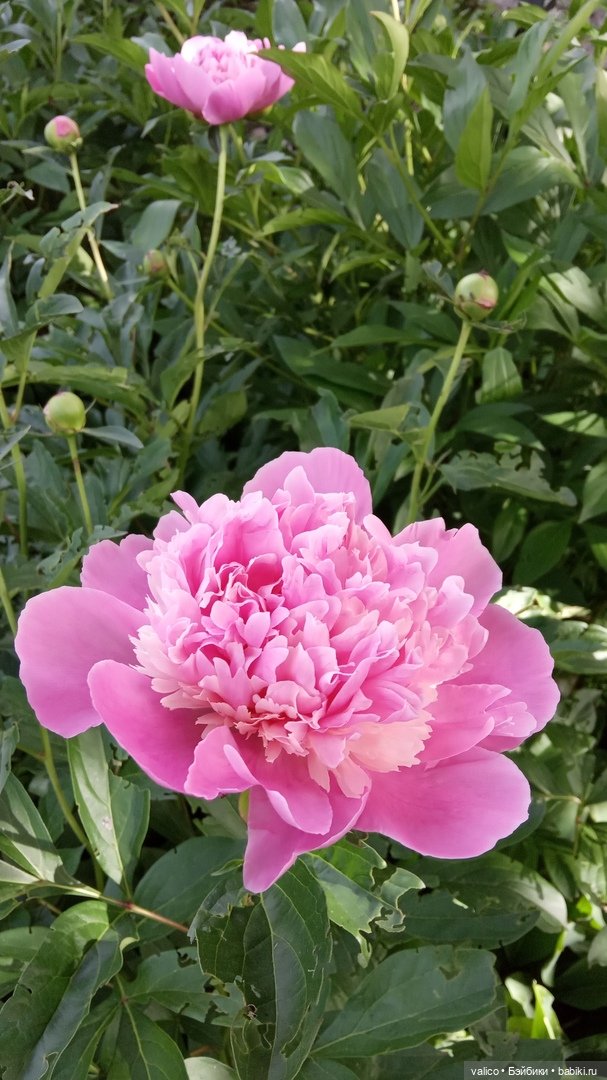 Просто добрый день | Бэйбики Просто добрый день — Болталка и разговоры обо всем: жизнь