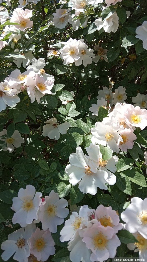 Просто добрый день | Бэйбики Просто добрый день — Болталка и разговоры обо всем: жизнь (фото 6)