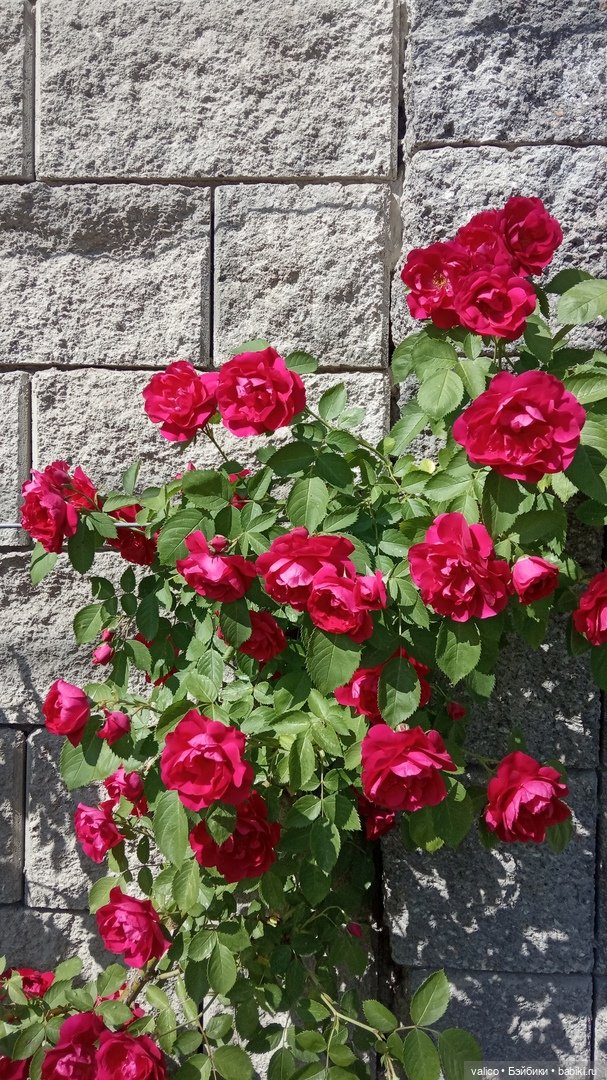 Просто добрый день | Бэйбики Просто добрый день — Болталка и разговоры обо всем: жизнь (фото 9)