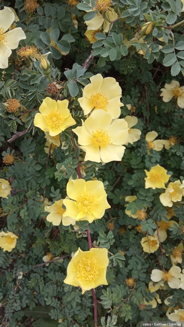 Просто добрый день | Бэйбики Просто добрый день — Болталка и разговоры обо всем: жизнь