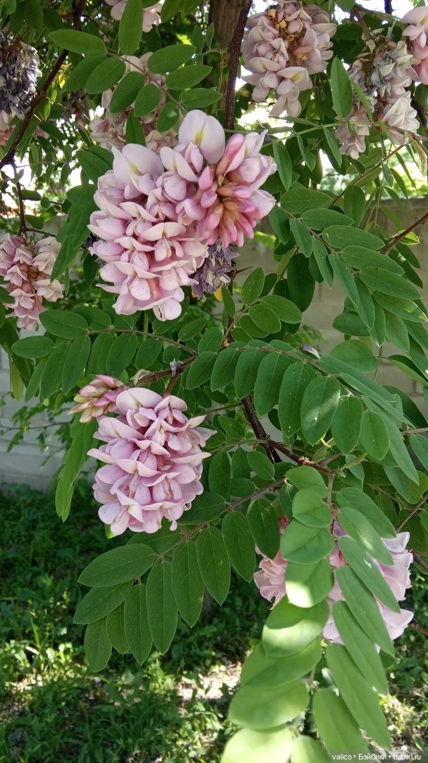 Просто добрый день | Бэйбики Просто добрый день — Болталка и разговоры обо всем: жизнь (фото 8)