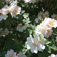 Просто добрый день