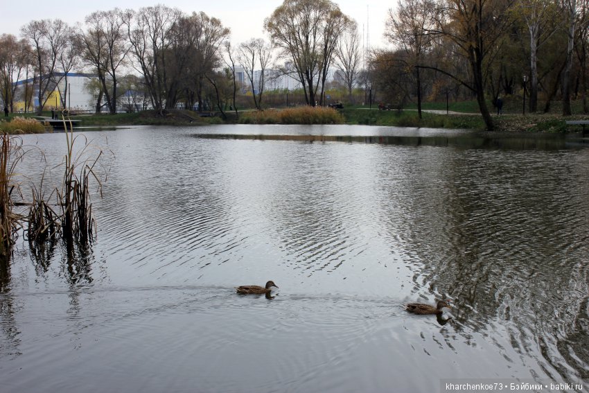 Мой первенец из семейства Цвергназе - Леннарт (фото 4)
