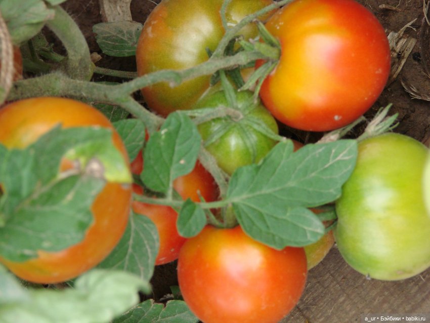 Пахнет весной! Пахнет тяжёлым физическим трудом (фото 7)