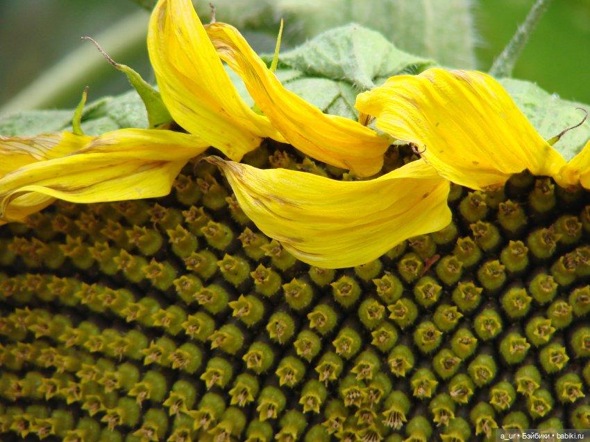 Пахнет весной! Пахнет тяжёлым физическим трудом (фото 8)