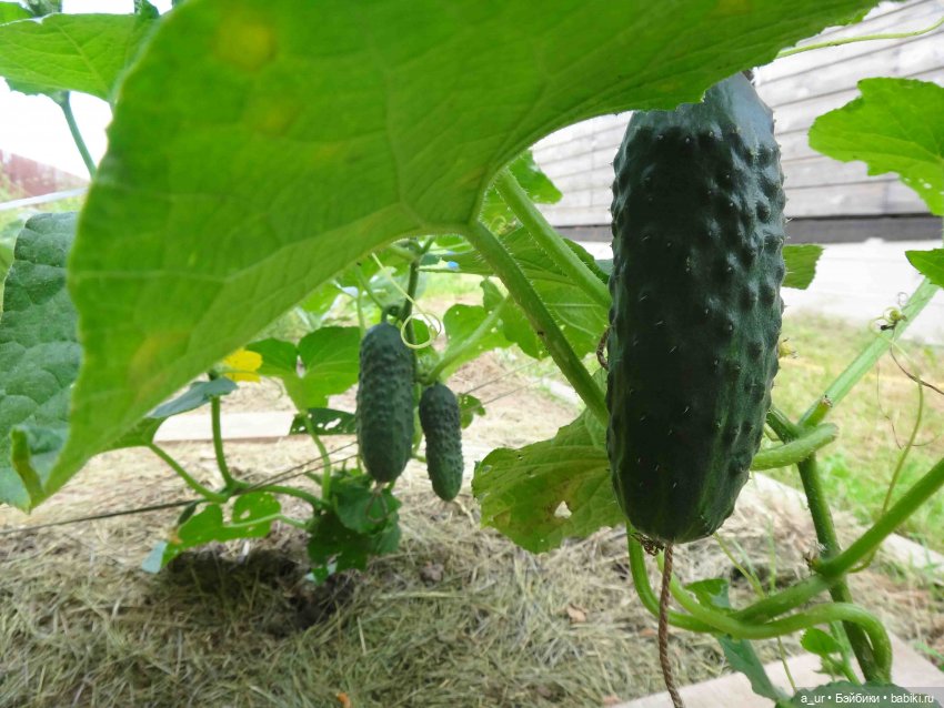 Пахнет весной! Пахнет тяжёлым физическим трудом (фото 5)