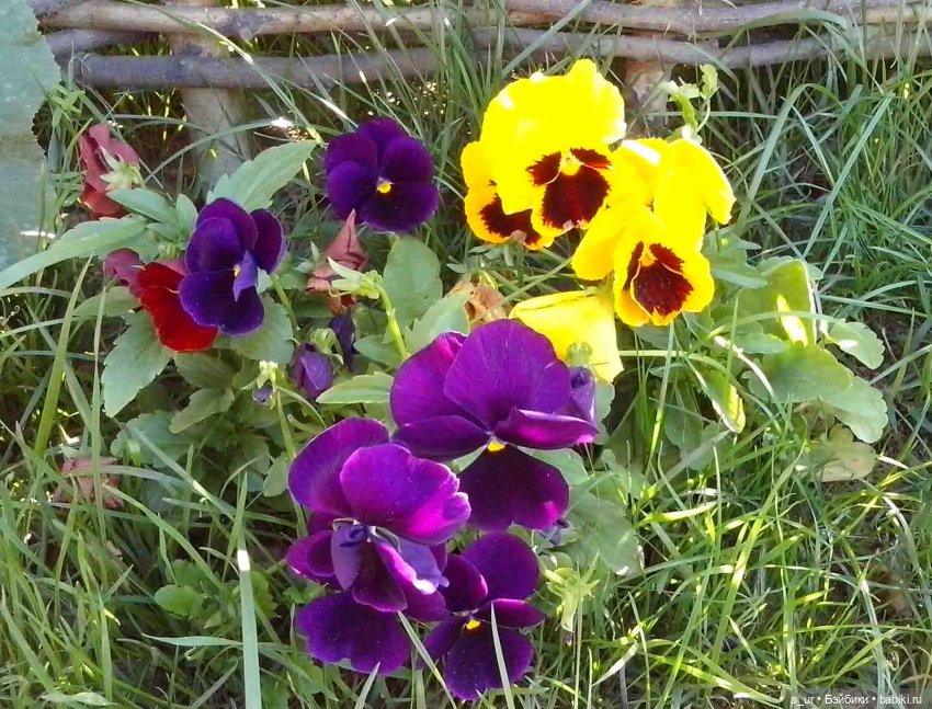 Пахнет весной! Пахнет тяжёлым физическим трудом