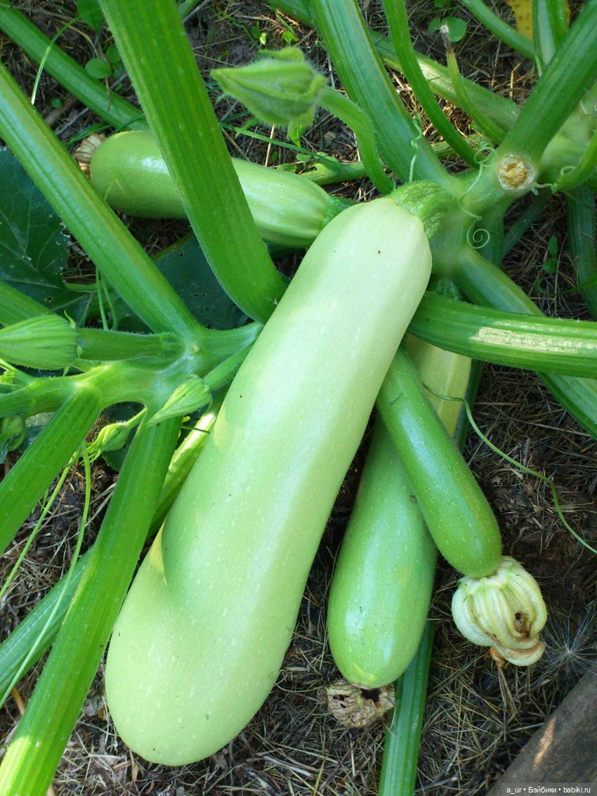 Пахнет весной! Пахнет тяжёлым физическим трудом (фото 3)