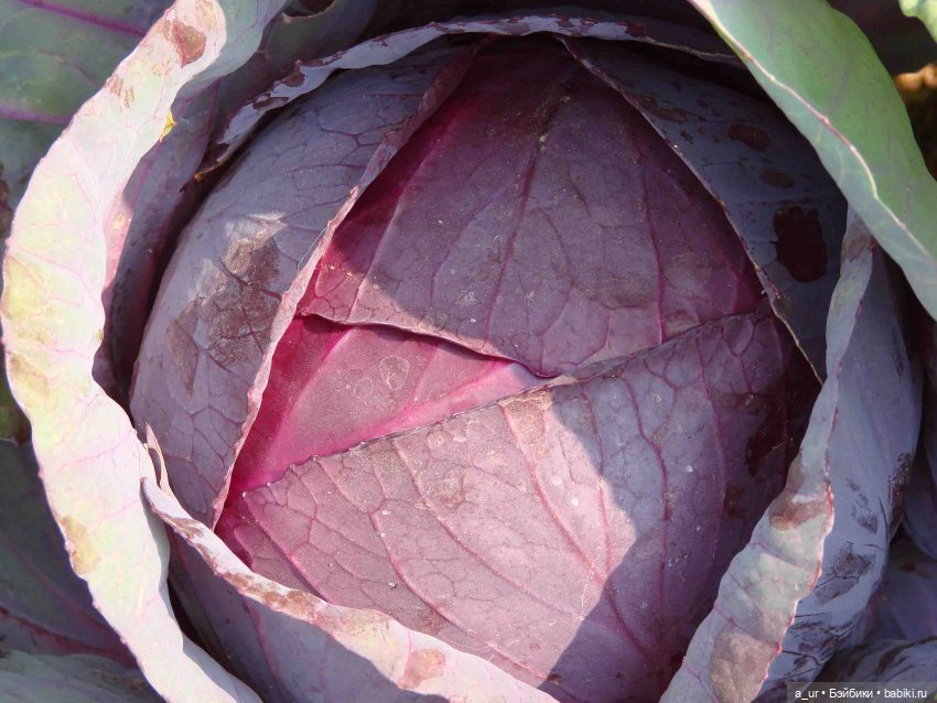 Пахнет весной! Пахнет тяжёлым физическим трудом (фото 4)