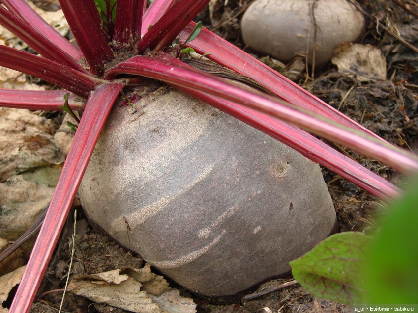 Пахнет весной! Пахнет тяжёлым физическим трудом (фото 6)