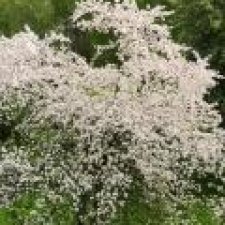 Весна и куклы