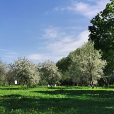 Прогулка с Клео