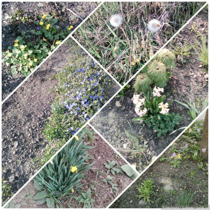 Пасхальная фотосессия любимчиков (фото 9)