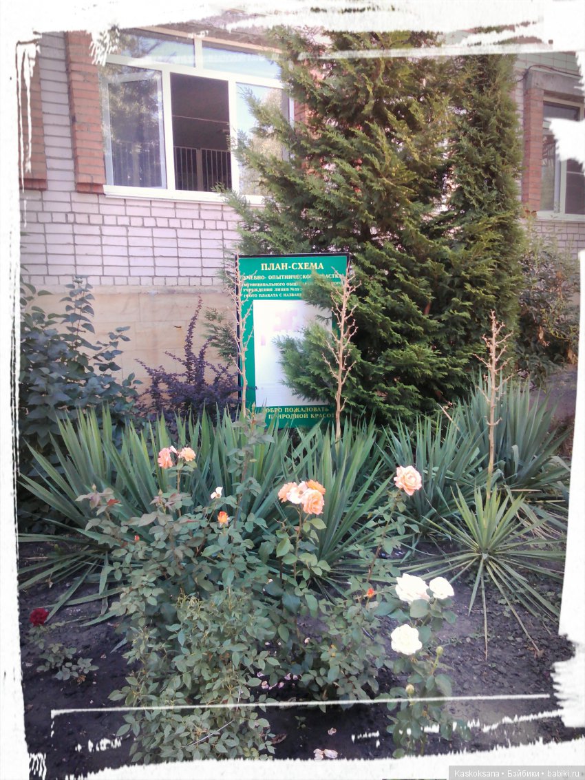 Фотоальбом любимчиков. Июль (фото 10)