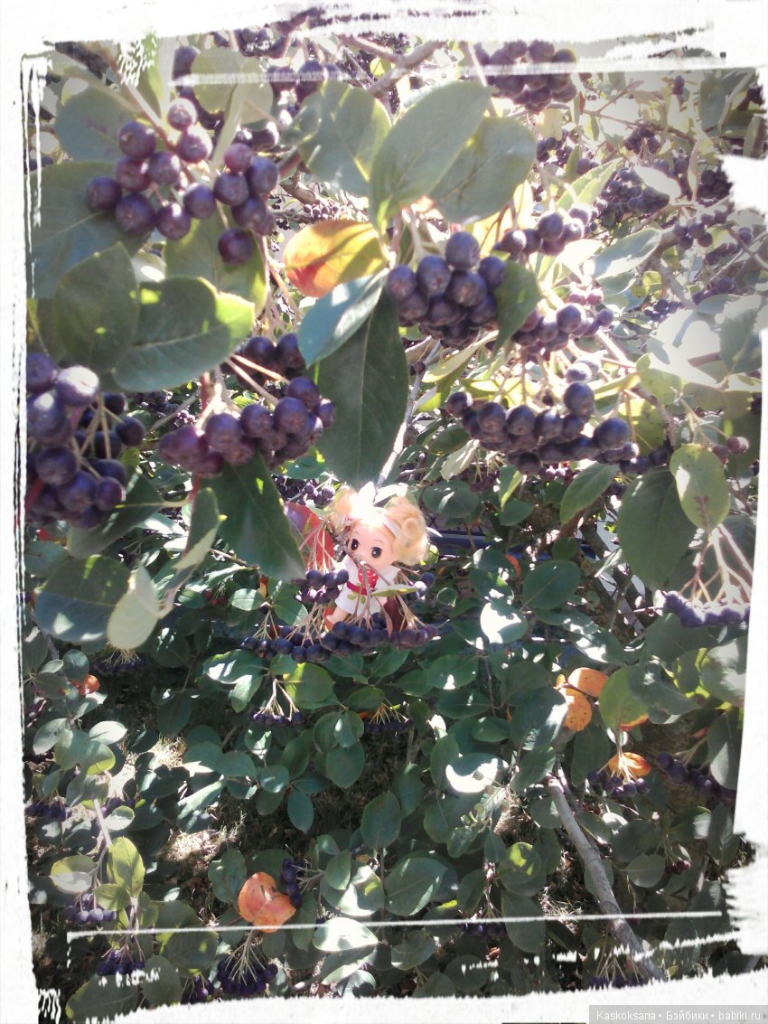 Фотоальбом любимчиков. Июль (фото 9)