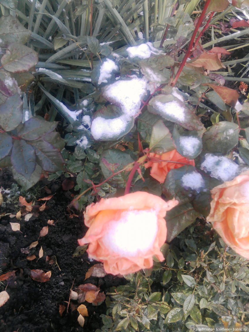 Лори. Первый снег — American Girl Mini: Куклы 16 см (фото 10)