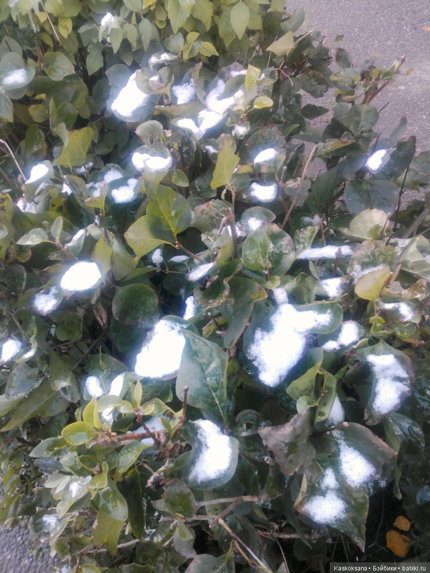 Лори. Первый снег — American Girl Mini: Куклы 16 см (фото 8)