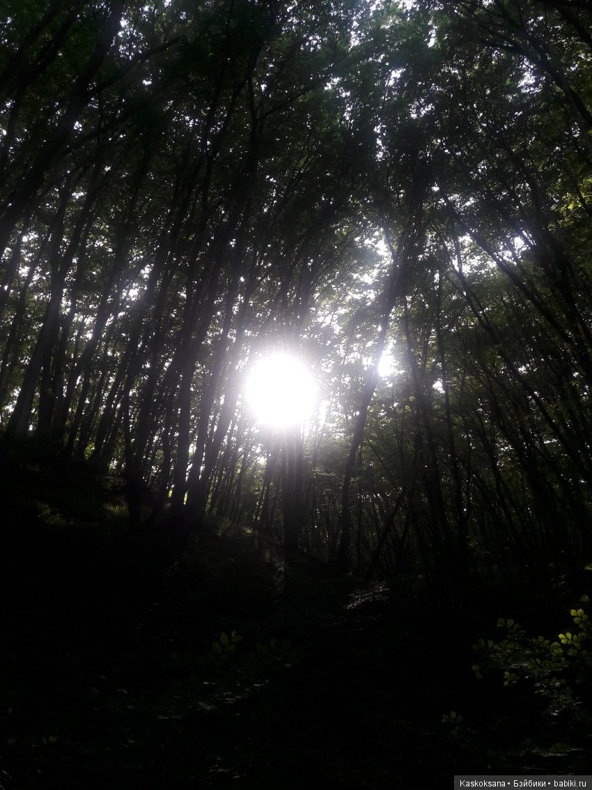 Верочка, ее друзья и не только. Дремучий-дремучий лес