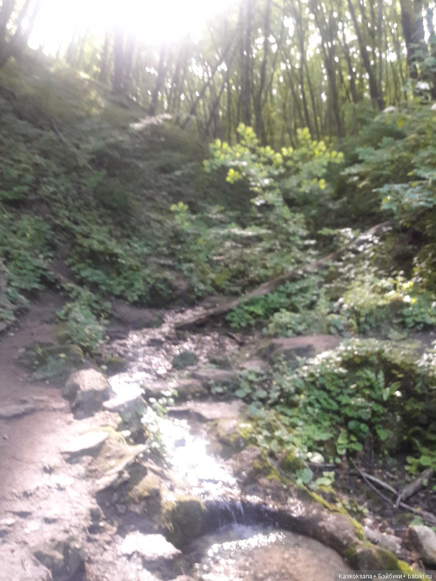 Верочка, ее друзья и не только. Дремучий-дремучий лес