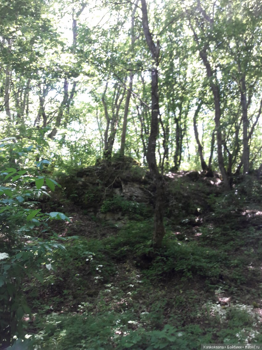 Верочка, ее друзья и не только. Дремучий-дремучий лес (фото 2)