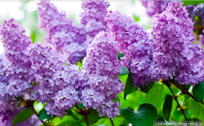 Шоу "Час с участницей конкурса красоты Мисс Бэйбики 2019" Час пятый. Сиреневая фотосессия Роксаны (фото 2)