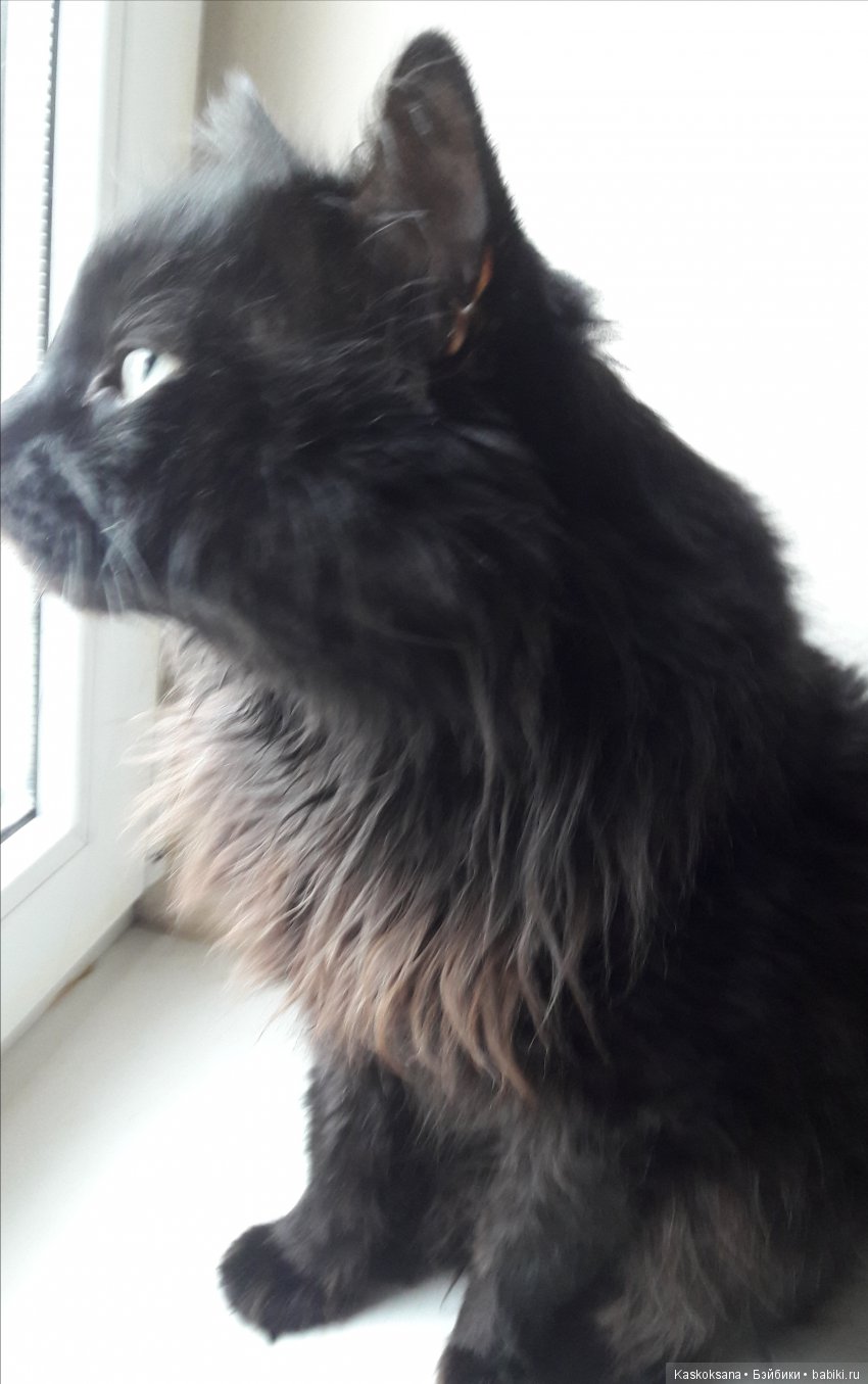 Постконкурсное. Шоу "Час с участницей конкурса красоты". Роксана. Час завершающий (фото 2)