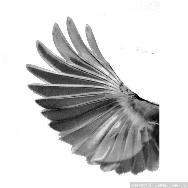 Салма. Миссия выполнима — Куклы и тела Obitsu (Обитсу): 1/6 (фото 4)