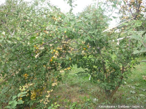 Эл+Бэлл. Свадебное утро. Встреча гостей в "ЗАмке"