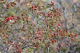 Эл+Бэлл. Свадебное утро. Встреча гостей в "ЗАмке"