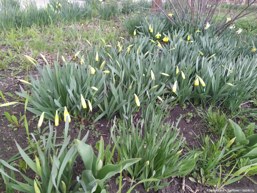 Эл+Бэлл. Свадебное утро. Встреча гостей в "ЗАмке"