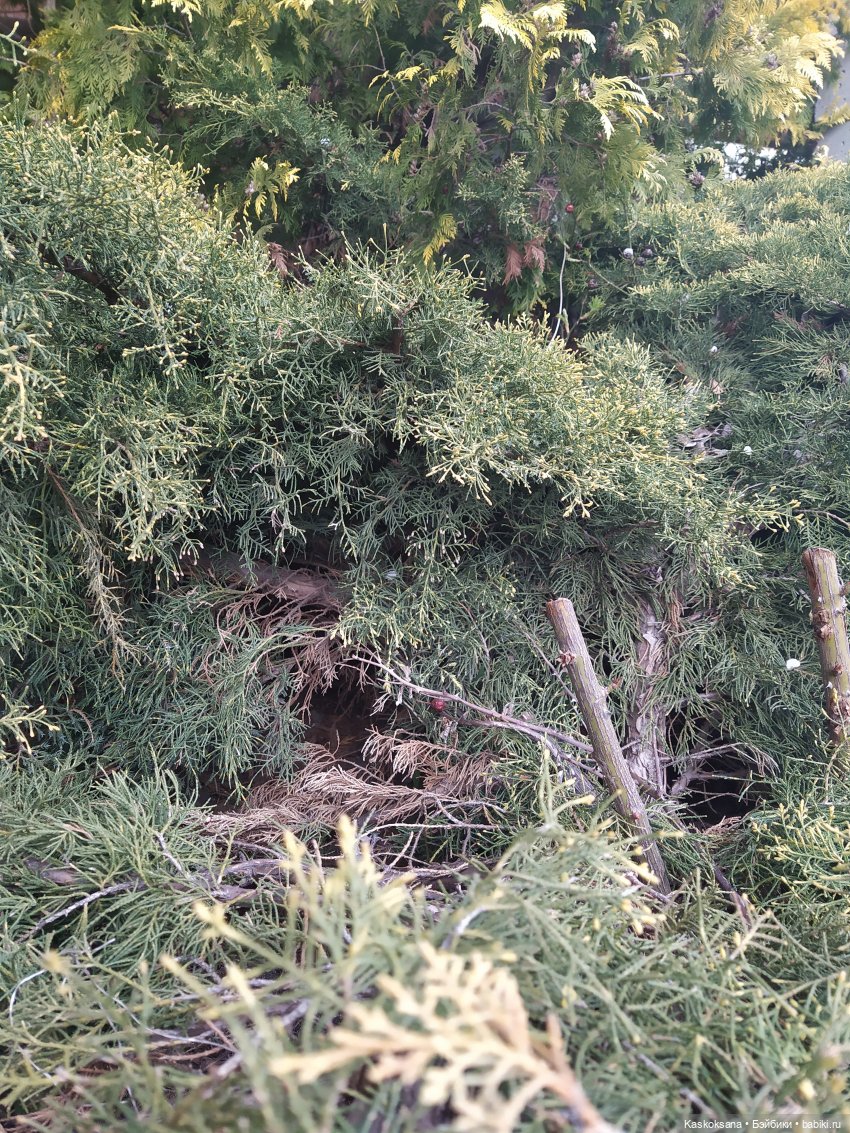 Эл+Бэлл. Свадебное утро. Встреча гостей в "ЗАмке"