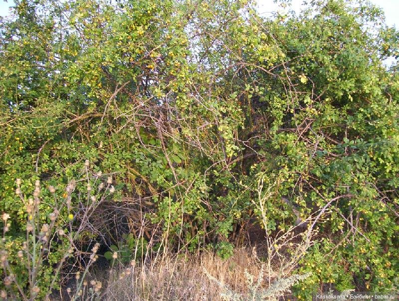 Эл+Бэлл. Свадебное утро. Встреча гостей в "ЗАмке"