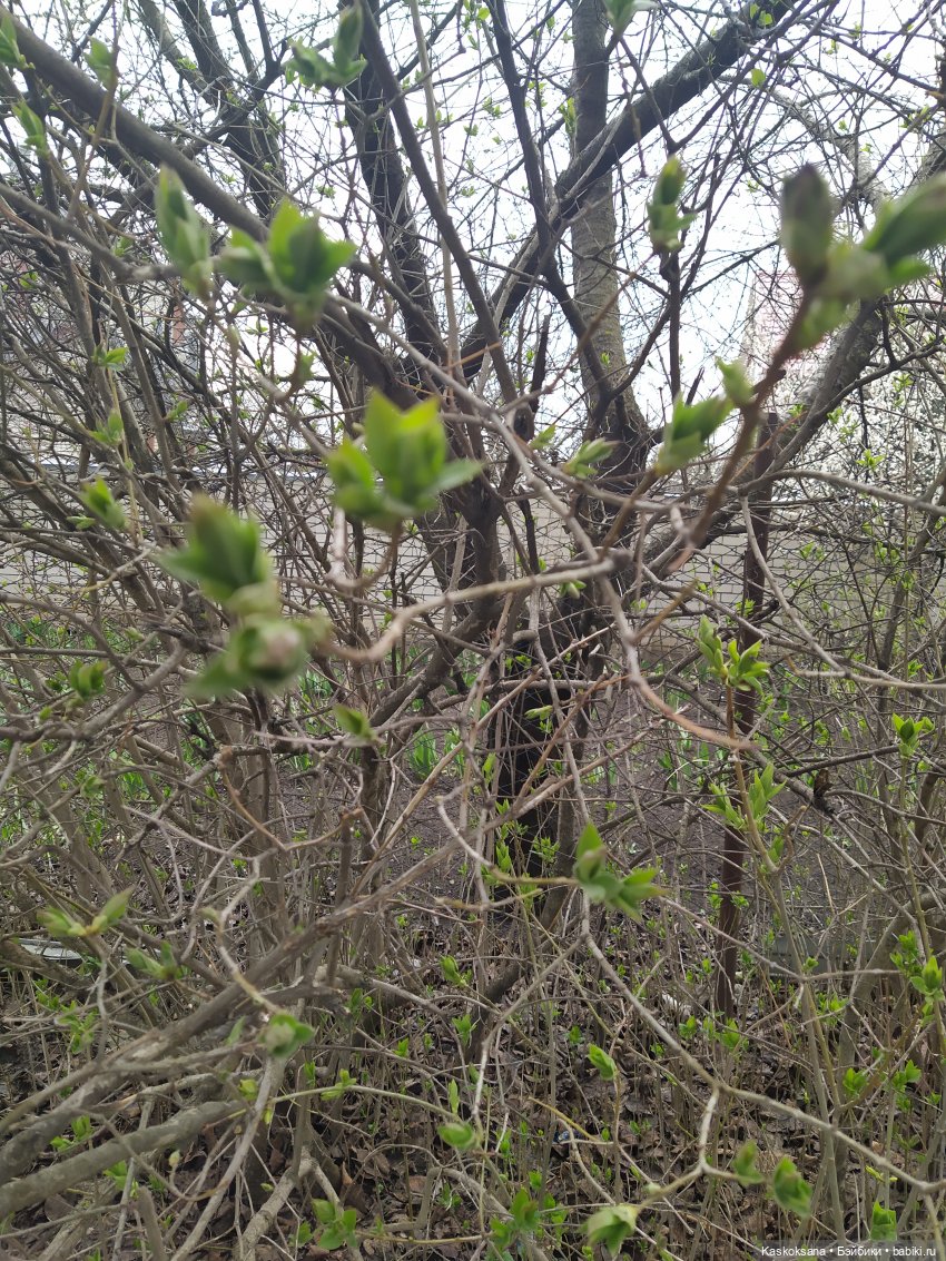 Эл+Бэлл. Свадебное утро. Встреча гостей в "ЗАмке"