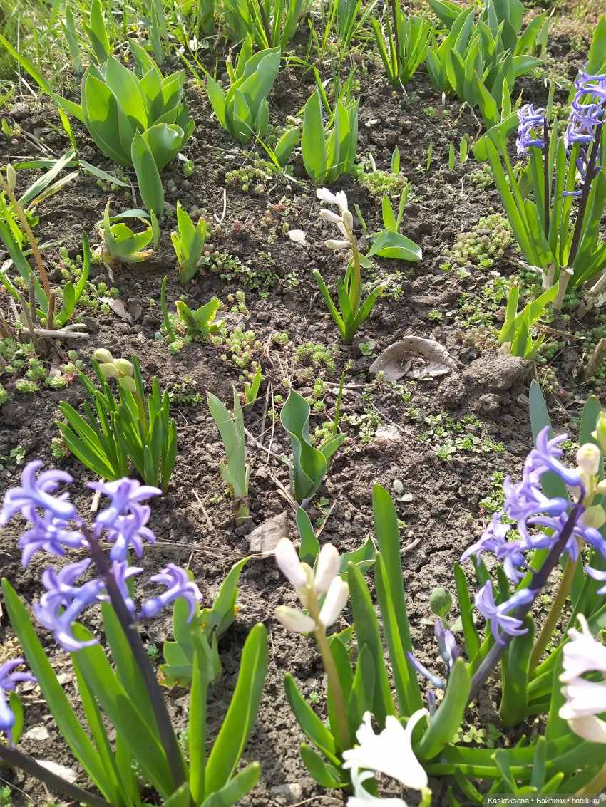 Эл+Бэлл. Свадебное утро. Встреча гостей в "ЗАмке"