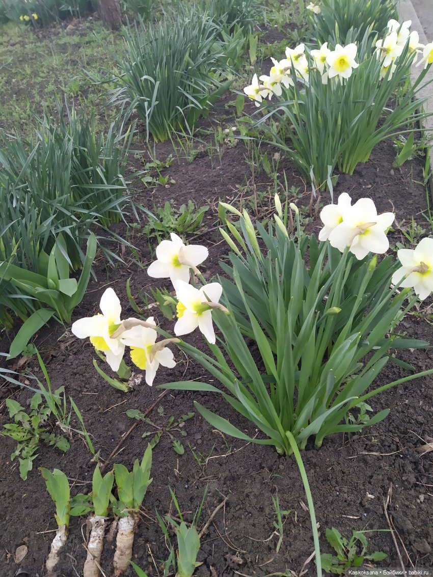 Эл+Бэлл. Свадебное утро. Встреча гостей в "ЗАмке"