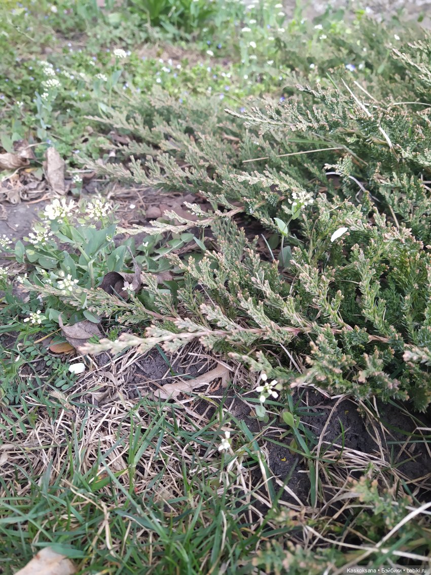 Эл+Бэлл. Свадебное утро. Встреча гостей в "ЗАмке"