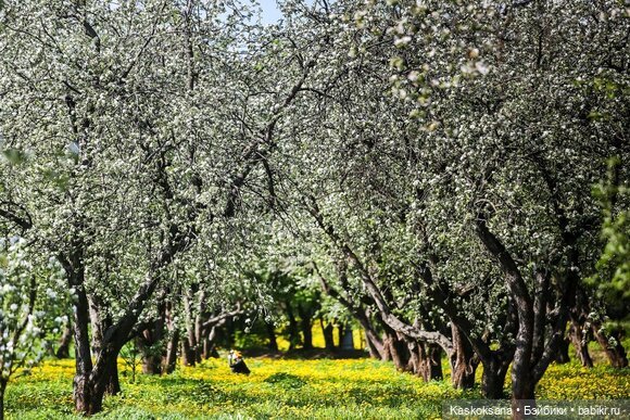 Эл+Бэлл. Свадебное утро. Встреча гостей в "ЗАмке"
