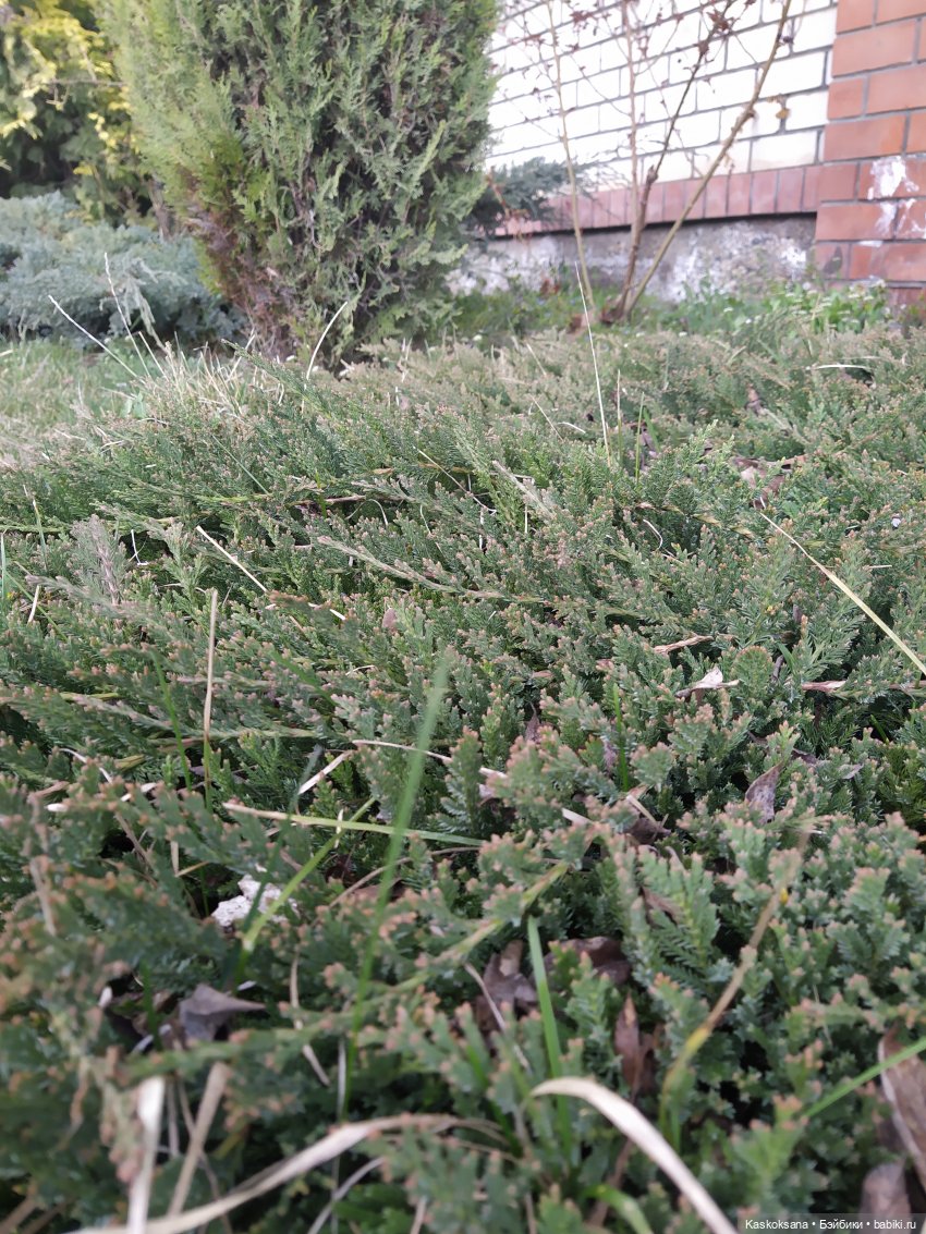 Эл+Бэлл. Свадебное утро. Встреча гостей в "ЗАмке"