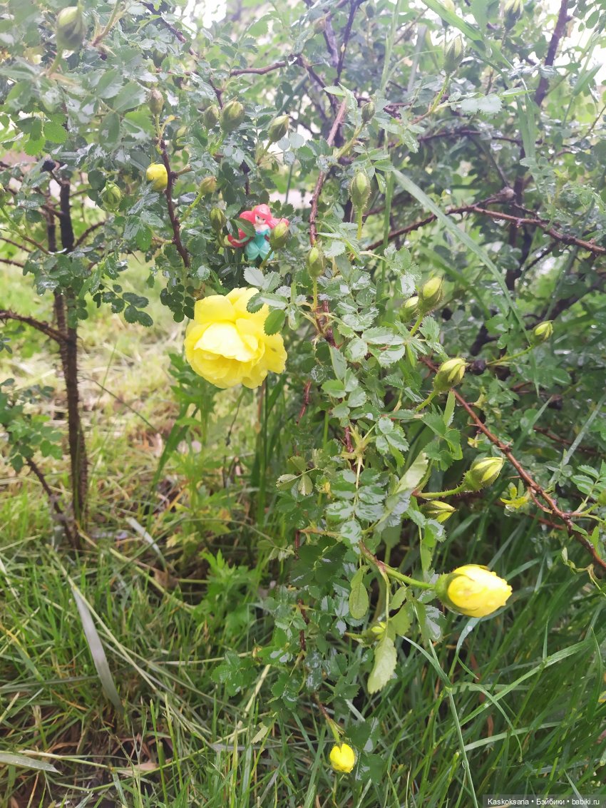 "Остановись, мгновенье!" У природы нет плохой погоды | Бэйбики "Остановись, мгновенье!" У природы нет плохой погоды