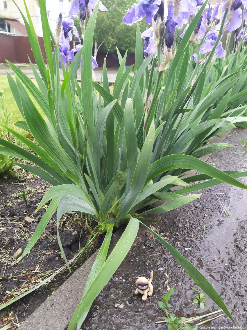 "Остановись, мгновенье!" У природы нет плохой погоды | Бэйбики "Остановись, мгновенье!" У природы нет плохой погоды