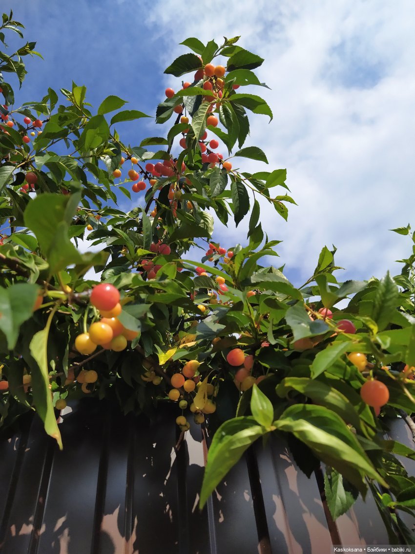 Как Любимчики лето встречали. Ч. 1 Цветочно-фруктовая (фото 6)