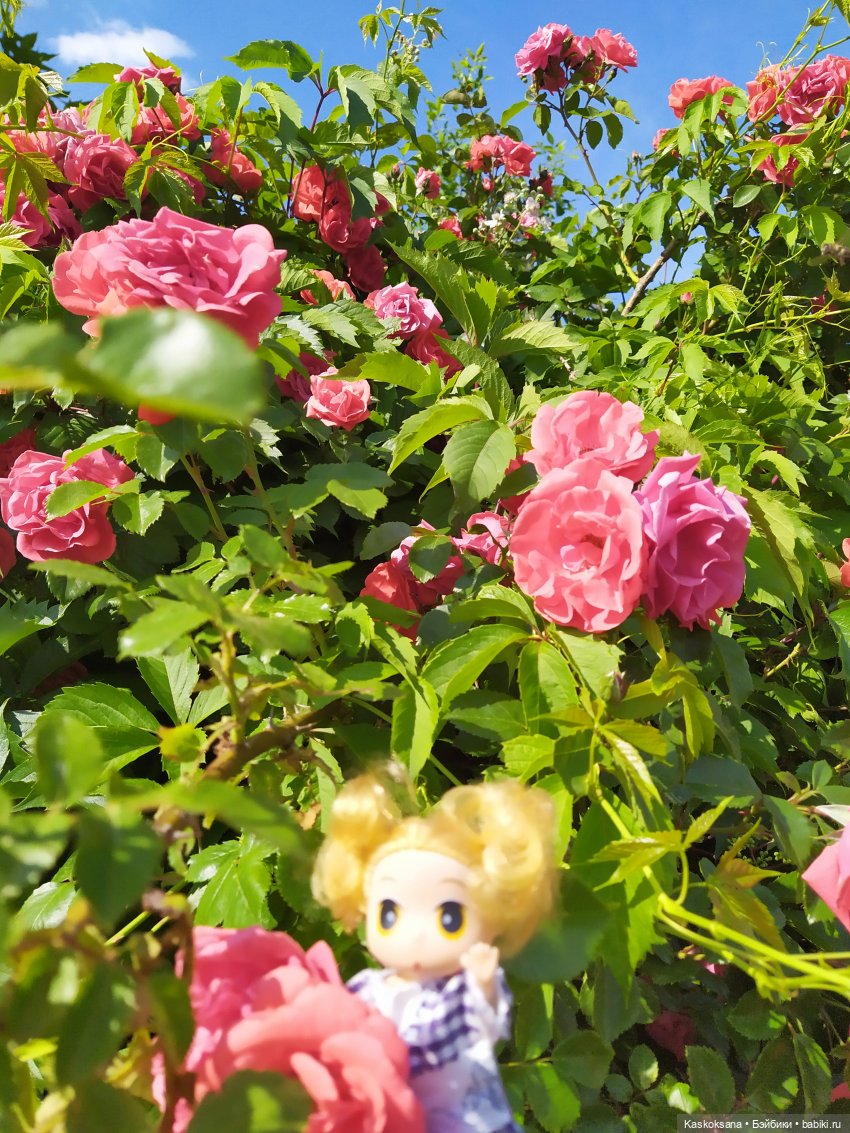 Как Любимчики лето встречали. Ч. 1 Цветочно-фруктовая (фото 4)