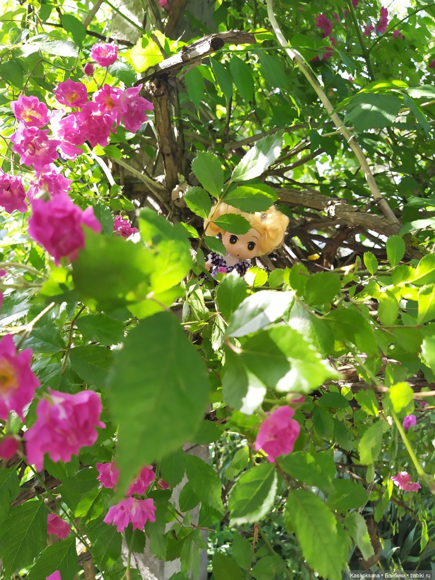 Как Любимчики лето встречали. Ч. 1 Цветочно-фруктовая (фото 10)