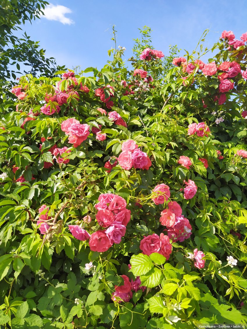 Как Любимчики лето встречали. Ч. 1 Цветочно-фруктовая (фото 3)