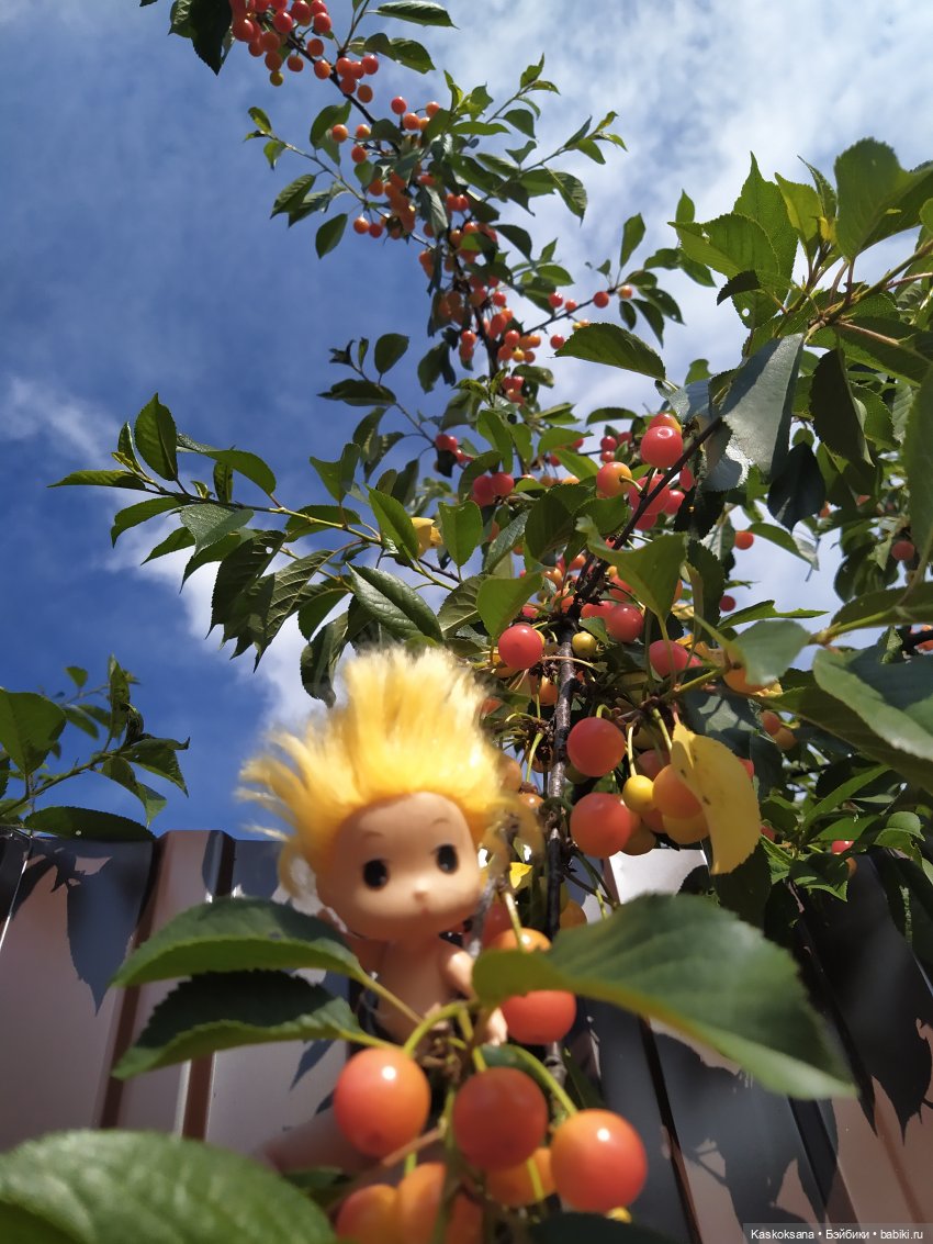 Как Любимчики лето встречали. Ч. 1 Цветочно-фруктовая (фото 9)