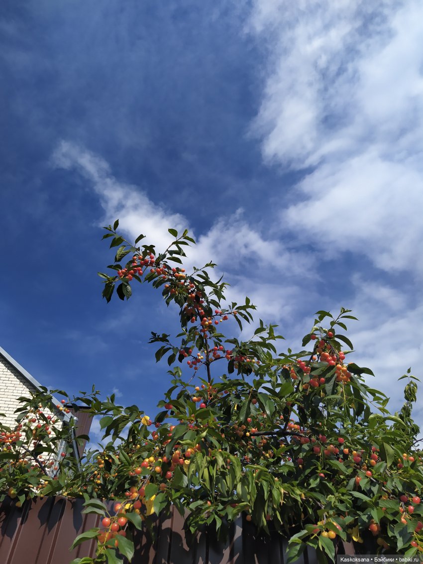 Как Любимчики лето встречали. Ч. 1 Цветочно-фруктовая (фото 5)