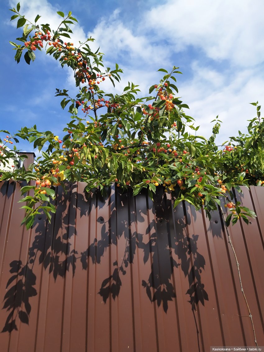 Как Любимчики лето встречали. Ч. 1 Цветочно-фруктовая (фото 7)