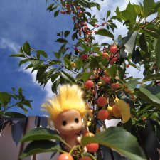 Как Любимчики лето встречали. Ч. 1 Цветочно-фруктовая