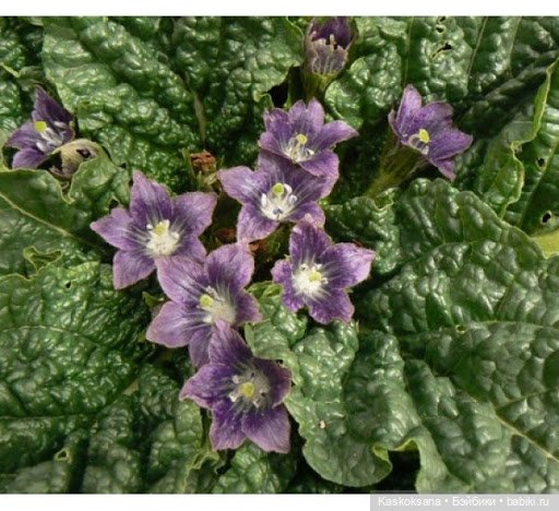 "Ой да на Ивана Купала" Анонс на 6 июля (фото 7)